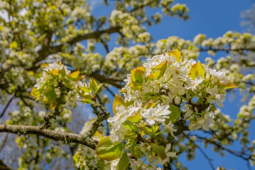 Close-up of flowering Pyrus pyrifolia branches. Also known as under common names Asian Pear, Apple Pear Asian Pear Chinese Pear Chinese Sand Pear. Selective focus.