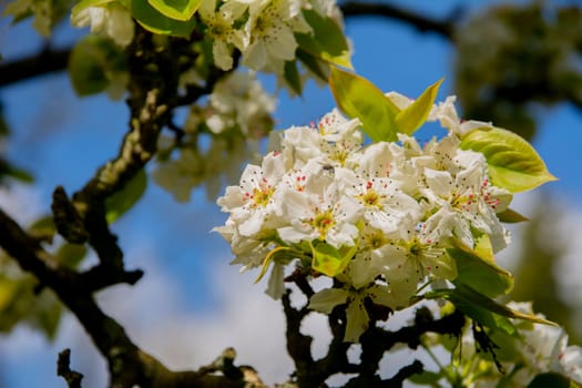 Close-up of flowering Pyrus pyrifolia branches. Also known as under common names Apple Pear Asian Pear Chinese Pear Chinese Sand Pear. Selective focus.