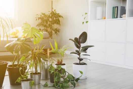 Collection of various tropical green plants in different pots on gray background. Sunligt from window. Home gardening, greenery composition, flowerpots in interior design decorations, hobby concept