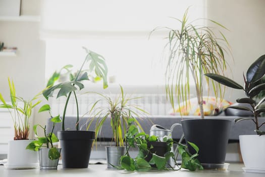 Potted houseplands, watering can, sprayer on gray background. Collection of various tropical green plants in different pots. Home gardening, care about flowerpots in interior design, hobby concept