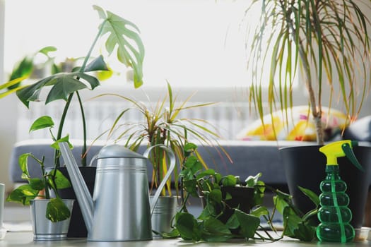 Potted epipremnum, ficus robusta, dracaena marginata, chamaedorea, monstera, gray background. Collection of various tropical green plants, different pots. Home gardening, hobby, shop showroom concept