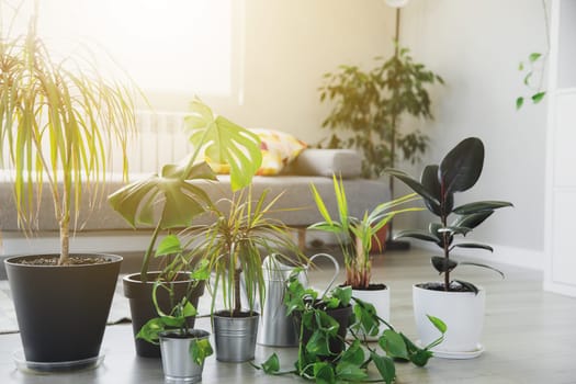 Collection of various tropical green plants in different pots on gray background. Sunligt from window. Home gardening, greenery composition, flowerpots in interior design decorations, hobby concept