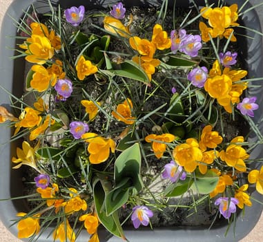 Crocus,Crocus tommasinianus is a bulbous plant that blooms in early spring. Crocus,Crocus tommasinianus is a bulbous plant that flowers in early spring.