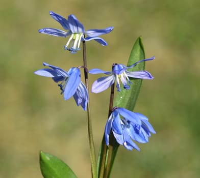 Bluestar,Scilla Sibirica,Bluestar is an early bluefish with beautiful blue flowers. Squill,Scilla Sibirica,Squill is an early bloomer with beautiful blue flowers.