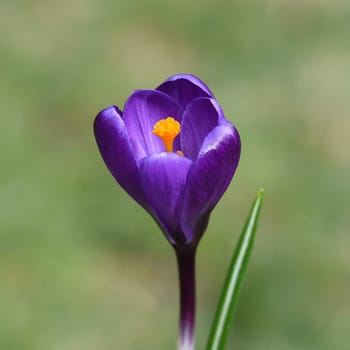 Crocus,Crocus is a bulbous plant that blooms in early spring. Crocus,Crocus tommasinianus is a bulbous plant that flowers in early spring.
