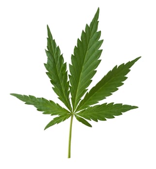 Hemp,cannabis indica is a useful and narcotic plant that is also used in medicine. Hemp,cannabis indica is a useful and narcotic plant that is also used in medicine.
