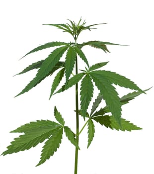 Hemp,cannabis indica is a useful and narcotic plant that is also used in medicine. Hemp,cannabis indica is a useful and narcotic plant that is also used in medicine.