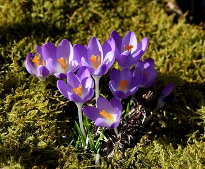 Crocus,Crocus tommasinianus is a bulbous plant that blooms in early spring. Crocus,Crocus tommasinianus is a bulbous plant that flowers in early spring.