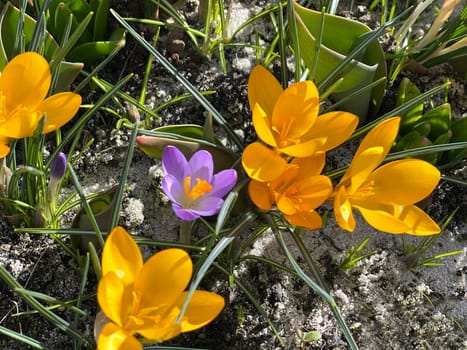 Crocus,Crocus is a bulbous plant that blooms in early spring. Crocus,Crocus tommasinianus is a bulbous plant that flowers in early spring.