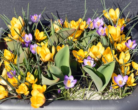 Crocus,Crocus tommasinianus is a bulbous plant that blooms in early spring. Crocus,Crocus tommasinianus is a bulbous plant that flowers in early spring.