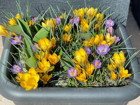 Crocus,Crocus tommasinianus is a bulbous plant that blooms in early spring. Crocus,Crocus tommasinianus is a bulbous plant that flowers in early spring.