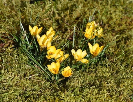 Crocus,Crocus tommasinianus is a bulbous plant that blooms in early spring. Crocus,Crocus tommasinianus is a bulbous plant that flowers in early spring.
