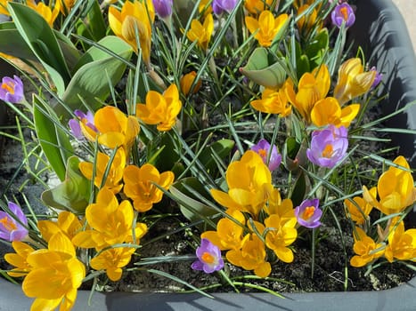 Crocus,Crocus tommasinianus is a bulbous plant that blooms in early spring. Crocus,Crocus tommasinianus is a bulbous plant that flowers in early spring.