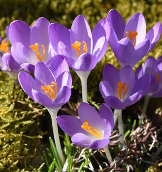 Crocus,Crocus tommasinianus is a bulbous plant that blooms in early spring. Crocus,Crocus tommasinianus is a bulbous plant that flowers in early spring.