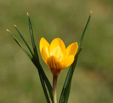 Crocus,Crocus is a bulbous plant that blooms in early spring. Crocus,Crocus tommasinianus is a bulbous plant that flowers in early spring.