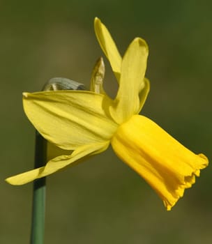 Daffodils are very attractive early blues with predominantly yellow flowers. Daffodils are very attractive early bloomers with predominantly yellow flowers.