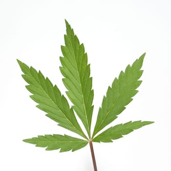 Hemp,cannabis indica is a useful and narcotic plant that is also used in medicine. Hemp,cannabis indica is a useful and narcotic plant that is also used in medicine.