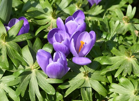 Crocus,Crocus is a bulbous plant that blooms in early spring. Crocus,Crocus tommasinianus is a bulbous plant that flowers in early spring.