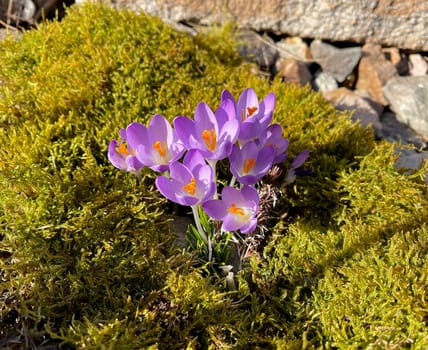Crocus,Crocus tommasinianus is a bulbous plant that blooms in early spring. Crocus,Crocus tommasinianus is a bulbous plant that flowers in early spring.