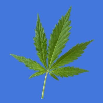 Hemp,cannabis indica is a useful and narcotic plant that is also used in medicine. Hemp,cannabis indica is a useful and narcotic plant that is also used in medicine.