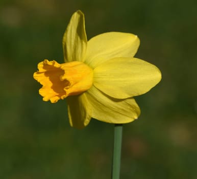Daffodils are very attractive early blues with predominantly yellow flowers. Daffodils are very attractive early bloomers with predominantly yellow flowers.
