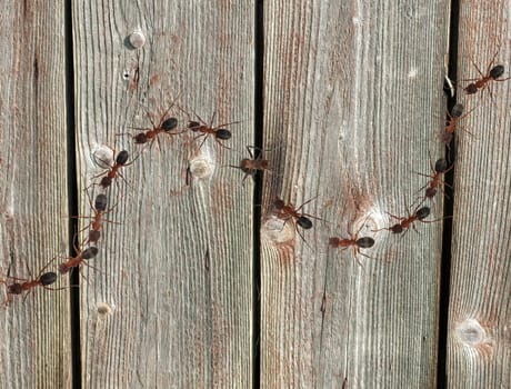 Red forest ant,Formica rufa,is a useful,protected insect that lives in the forest and forms large states. Red wood ant,Formica rufa,is a useful,protected insect that lives in the forest and forms large colonies.