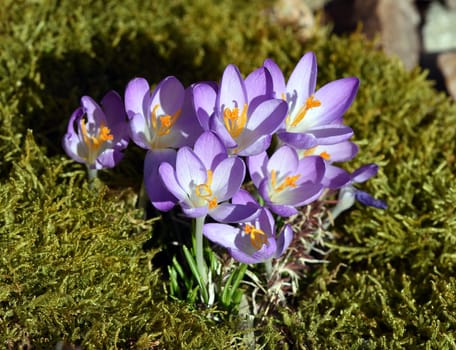 Crocus,Crocus tommasinianus is a bulbous plant that blooms in early spring. Crocus,Crocus tommasinianus is a bulbous plant that flowers in early spring.