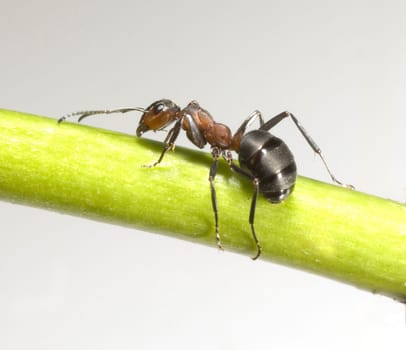 Red forest ant,Formica rufa,is a useful,protected insect that lives in the forest and forms large states. Red wood ant,Formica rufa,is a useful,protected insect that lives in the forest and forms large colonies.