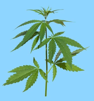 Hemp,cannabis indica is a useful and narcotic plant that is also used in medicine. Hemp,cannabis indica is a useful and narcotic plant that is also used in medicine.