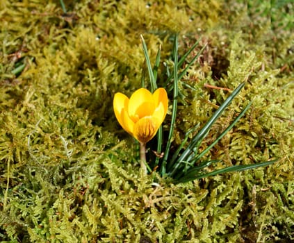 Crocus,Crocus is a bulbous plant that blooms in early spring. Crocus,Crocus tommasinianus is a bulbous plant that flowers in early spring.