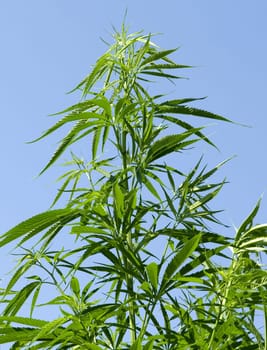 Hemp,cannabis indica is a useful and narcotic plant that is also used in medicine. Hemp,cannabis indica is a useful and narcotic plant that is also used in medicine.