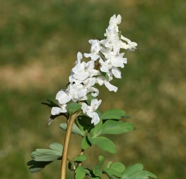 Corydalis cava is a bulbous plant that blooms in early spring. Larkspur,Corydalis cava is a bulbous plant that flowers in early spring.