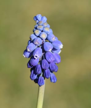 Grape hyacinth,Muscari latifolium is an early bluefish with beautiful blue flowers. Grape Hyacinth,Muscari latifolium is an early bloomer with beautiful blue flowers.