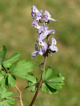 Corydalis cava is a bulbous plant that blooms in early spring. Larkspur,Corydalis cava is a bulbous plant that flowers in early spring.