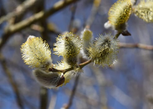 Willows with their willow trees,Salix are early blues that serve the bees as the first food in spring. Willows with their pussy willows,salix,are early bloomers that serve as the first food for the bees in spring.