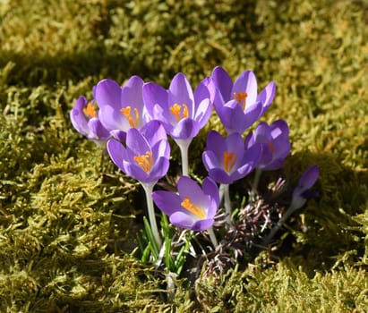 Crocus,Crocus tommasinianus is a bulbous plant that blooms in early spring. Crocus,Crocus tommasinianus is a bulbous plant that flowers in early spring.