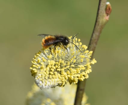Willows with their willow trees,Salix are early blues that serve the bees as the first food in spring. Willows with their pussy willows,salix,are early bloomers that serve as the first food for the bees in spring.