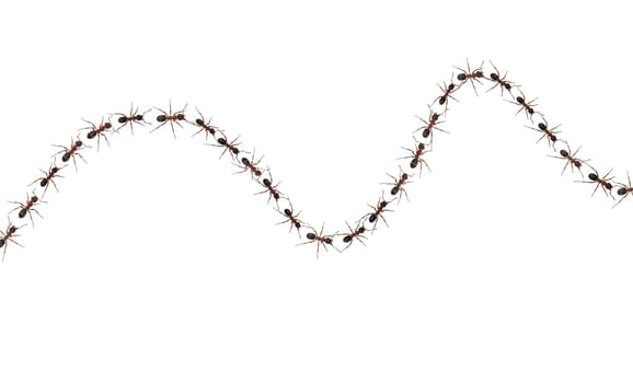 Red forest ant,Formica rufa,is a useful,protected insect that lives in the forest and forms large states. Red wood ant,Formica rufa,is a useful,protected insect that lives in the forest and forms large colonies.