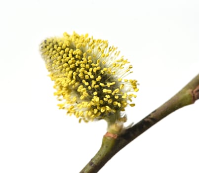 Willows with their willow trees,Salix are early blues that serve the bees as the first food in spring. Willows with their pussy willows,salix,are early bloomers that serve as the first food for the bees in spring.