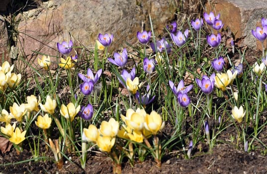 Crocus,Crocus tommasinianus is a bulbous plant that blooms in early spring. Crocus,Crocus tommasinianus is a bulbous plant that flowers in early spring.