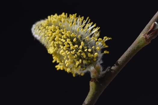 Willows with their willow trees,Salix are early blues that serve the bees as the first food in spring. Willows with their pussy willows,salix,are early bloomers that serve as the first food for the bees in spring.
