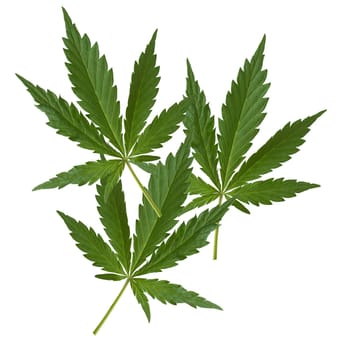 Hemp,cannabis indica is a useful and narcotic plant that is also used in medicine. Hemp,cannabis indica is a useful and narcotic plant that is also used in medicine.