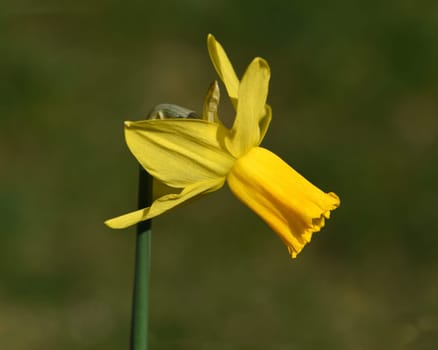 Daffodils are very attractive early blues with predominantly yellow flowers. Daffodils are very attractive early bloomers with predominantly yellow flowers.