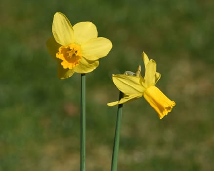 Daffodils are very attractive early blues with predominantly yellow flowers. Daffodils are very attractive early bloomers with predominantly yellow flowers.