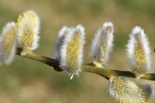 Willows with their willow trees,Salix are early blues that serve the bees as the first food in spring. Willows with their pussy willows,salix,are early bloomers that serve as the first food for the bees in spring.