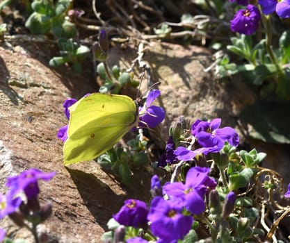 Butterflies are insects with large wings. Butterflies are insects with large wings.
