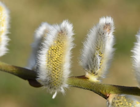 Willows with their willow trees,Salix are early blues that serve the bees as the first food in spring. Willows with their pussy willows,salix,are early bloomers that serve as the first food for the bees in spring.