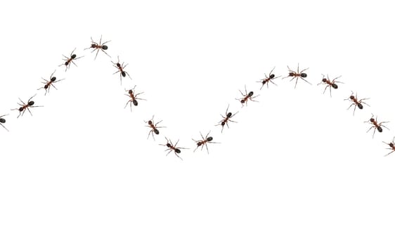 Red forest ant,Formica rufa,is a useful,protected insect that lives in the forest and forms large states. Red wood ant,Formica rufa,is a useful,protected insect that lives in the forest and forms large colonies.