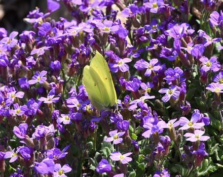 Butterflies are insects with large wings. Butterflies are insects with large wings.