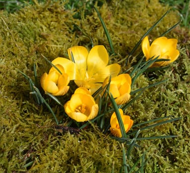 Crocus,Crocus is a bulbous plant that blooms in early spring. Crocus,Crocus tommasinianus is a bulbous plant that flowers in early spring.